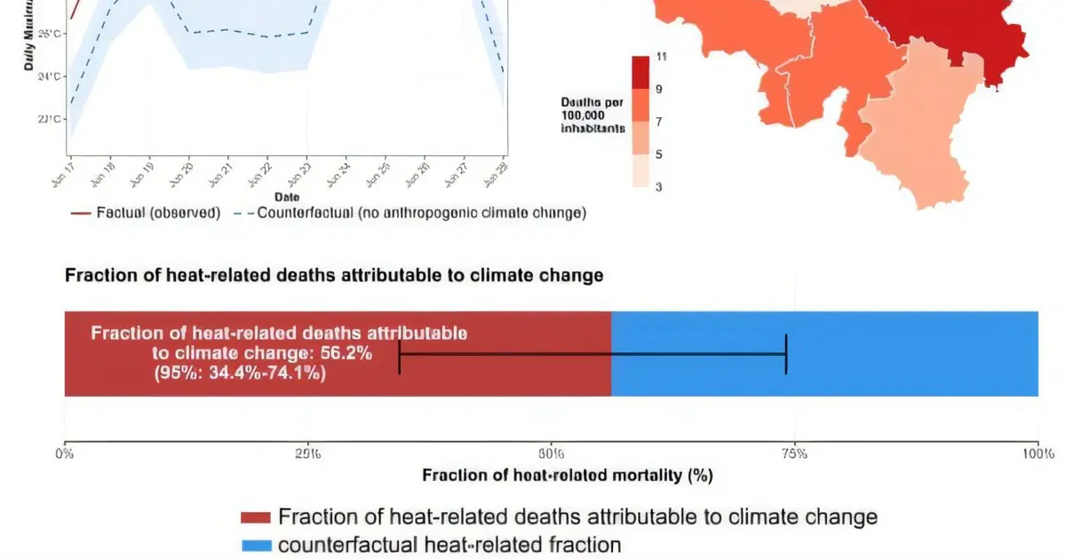 Heat deaths doubled in Belgium during the June 2026 heat wave