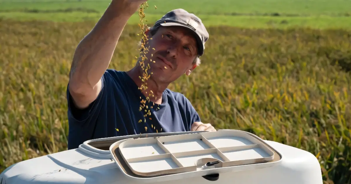 Rice work: Dutch test new crop to save sinking peatlands
