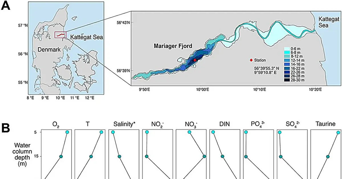 Climate change: How oxygen deficiency changes metabolic processes in the ocean