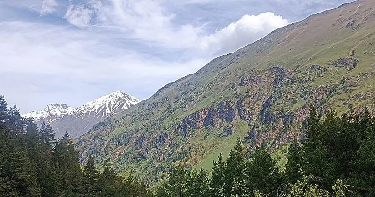 Forest productivity, not rapid warming, shapes Northern Eurasia's carbon sink