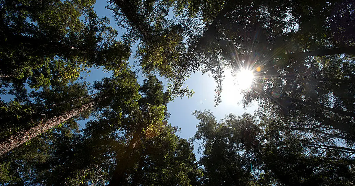 Coast redwoods slow their 'breathing' and 'eating' when temperatures spike
