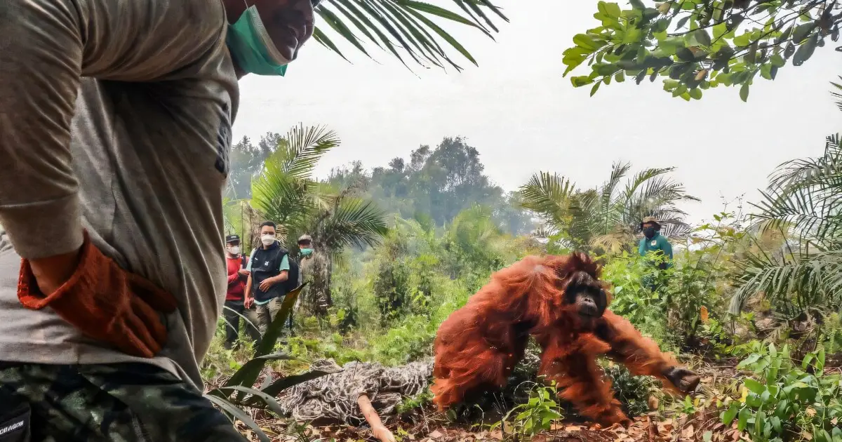 Dozens of orangutans saved from Indonesia blazes as region grapples with haze