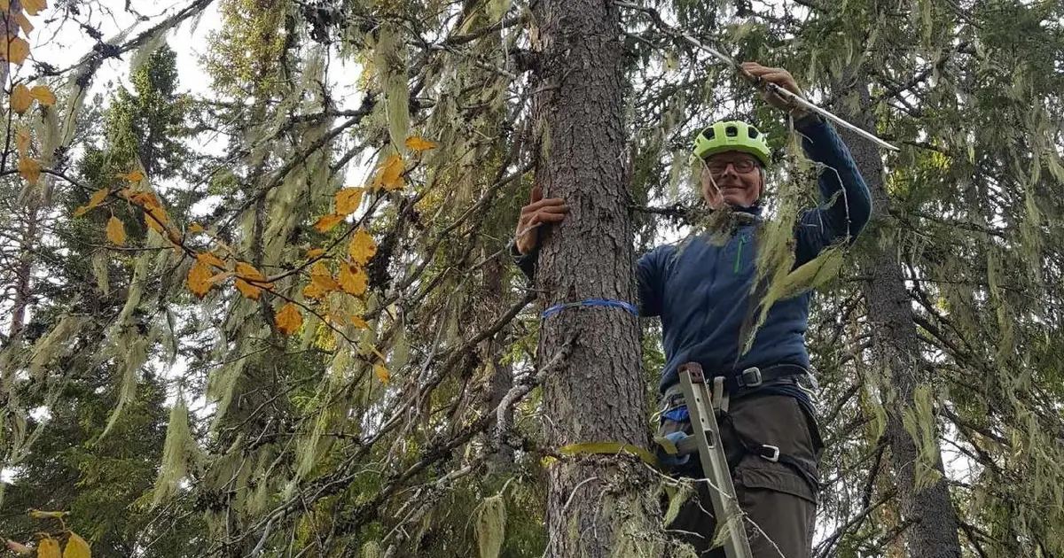 Moderate thinning increased hair lichens, while heavy cuts reduced them in Sweden