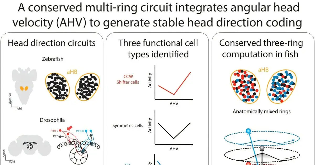 Zebrafish and fruit flies share the same internal compass mechanism in a case of convergent evolution