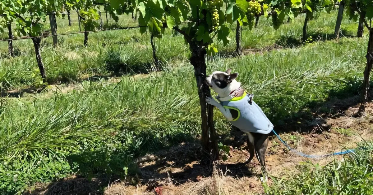 Dogs uncover invasive pests that experts missed in real-world vineyard tests