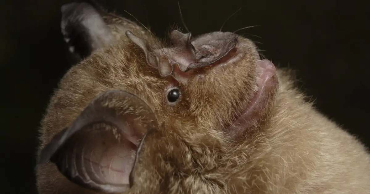 COVID-19 immunity may help protect against other bat coronaviruses