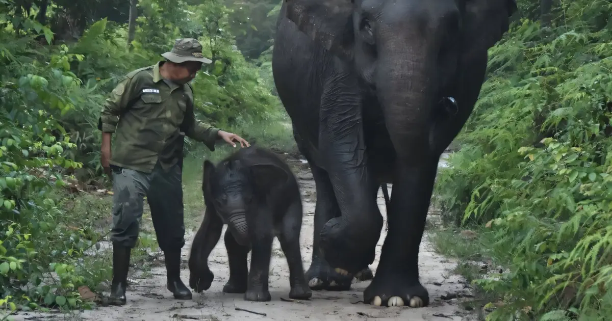 Wildfires push endangered Sumatran elephants to brink: Indonesian NGO