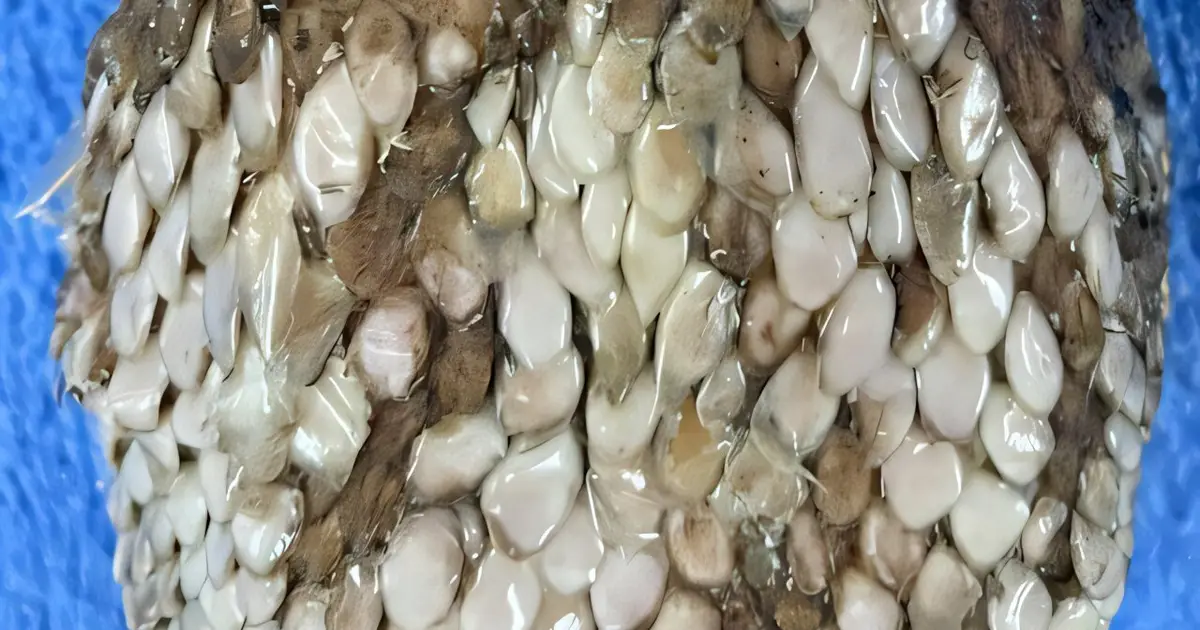 Simple cleaning steps could curb deadly fungal disease risks for Australia's wild reptiles
