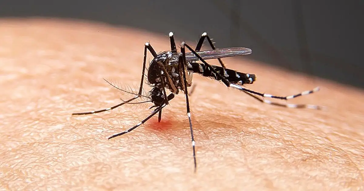 Dengue is no longer just a travel risk—what Google's mosquito plan could mean for your summer