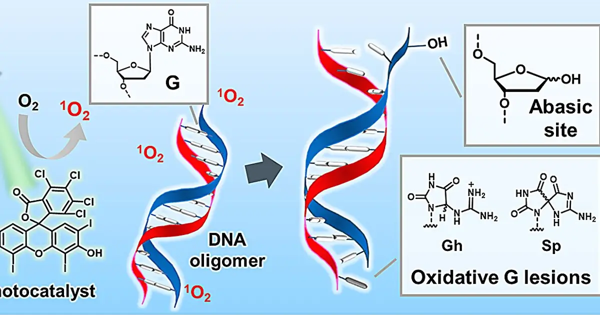 DNA damage just got more complicated: A long-missed weak spot emerges when light and oxygen strike