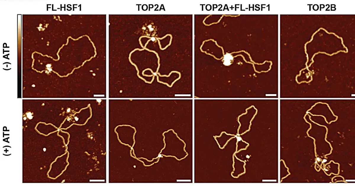 Discovery of how cells maintain their DNA could shield key healthy cells from chemotherapy side effects