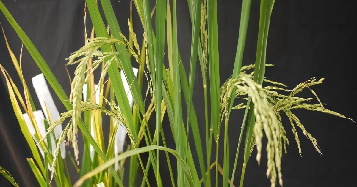 Breeding advance could help protect East African rice harvests from bacterial blight