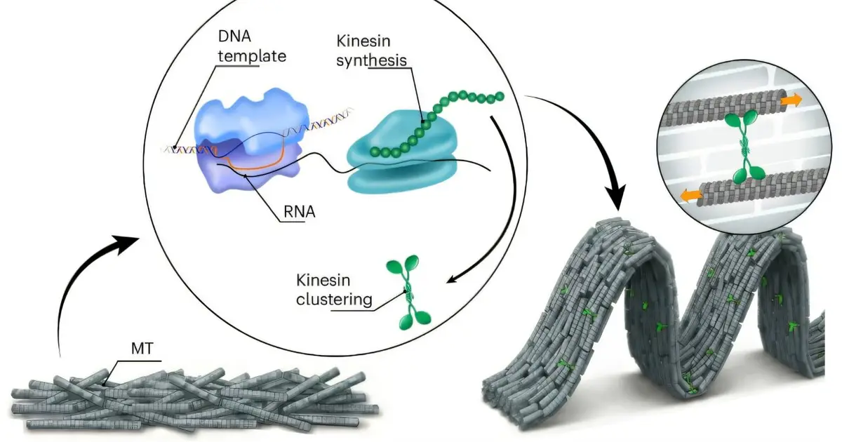 DNA programs a cell-free material to build its own motors and move