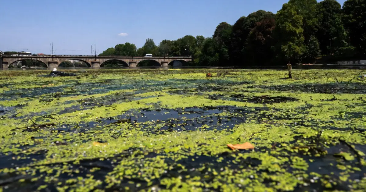 Algae fed by farm waste carpet Italy's warm River Po