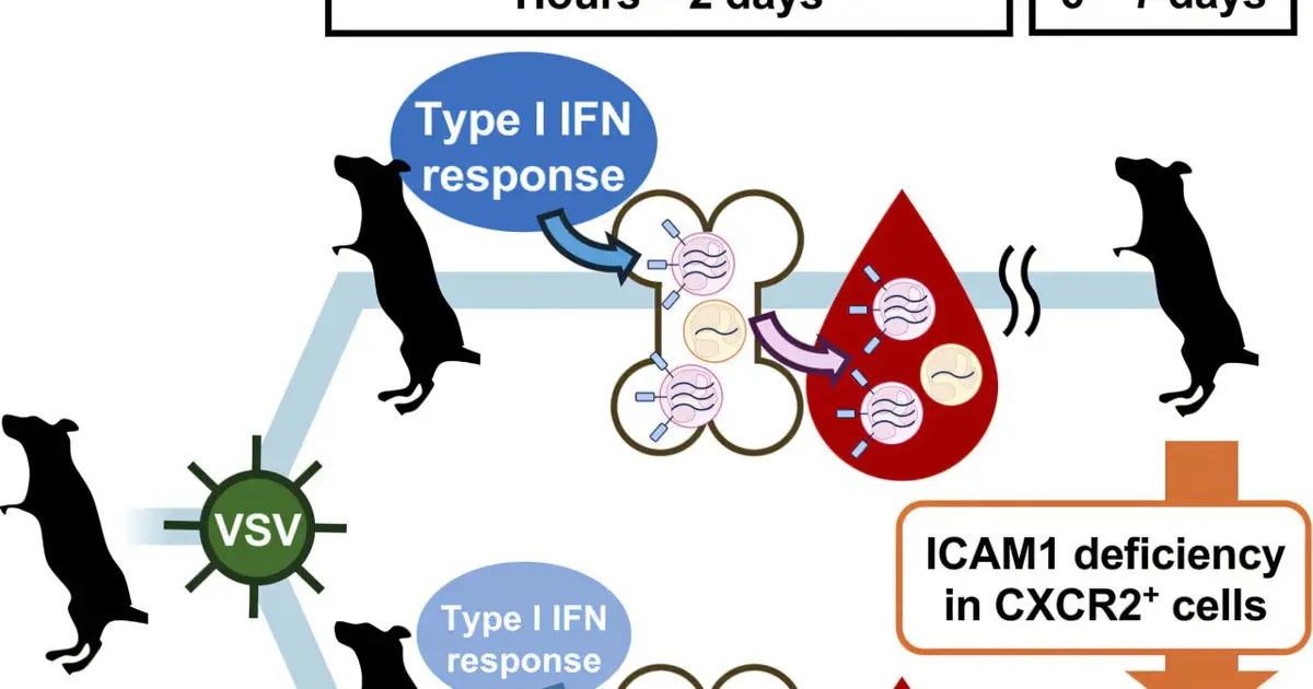 Early immune 'checkpoint' could help explain why the same virus affects individuals so differently