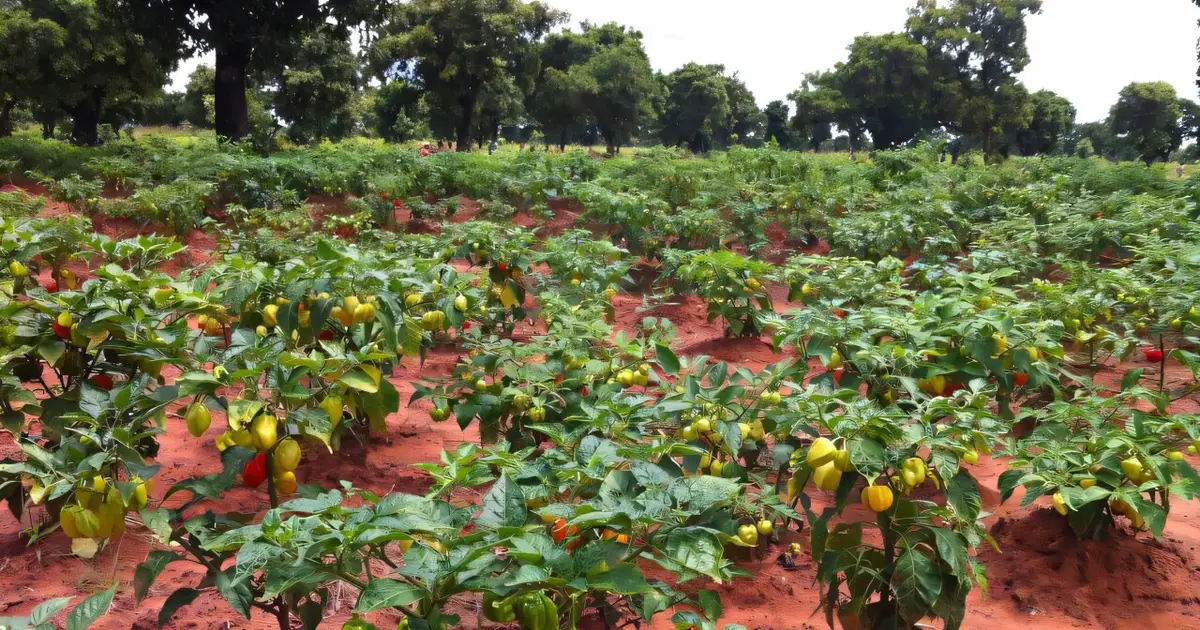 How economic growth in low-income countries can also protect biodiversity