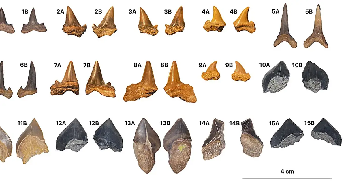 Egypt's deserts were once home to a diverse shark community