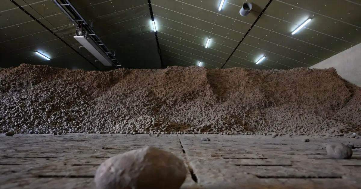 Too small for fries: Drought shrinks Belgian potatoes