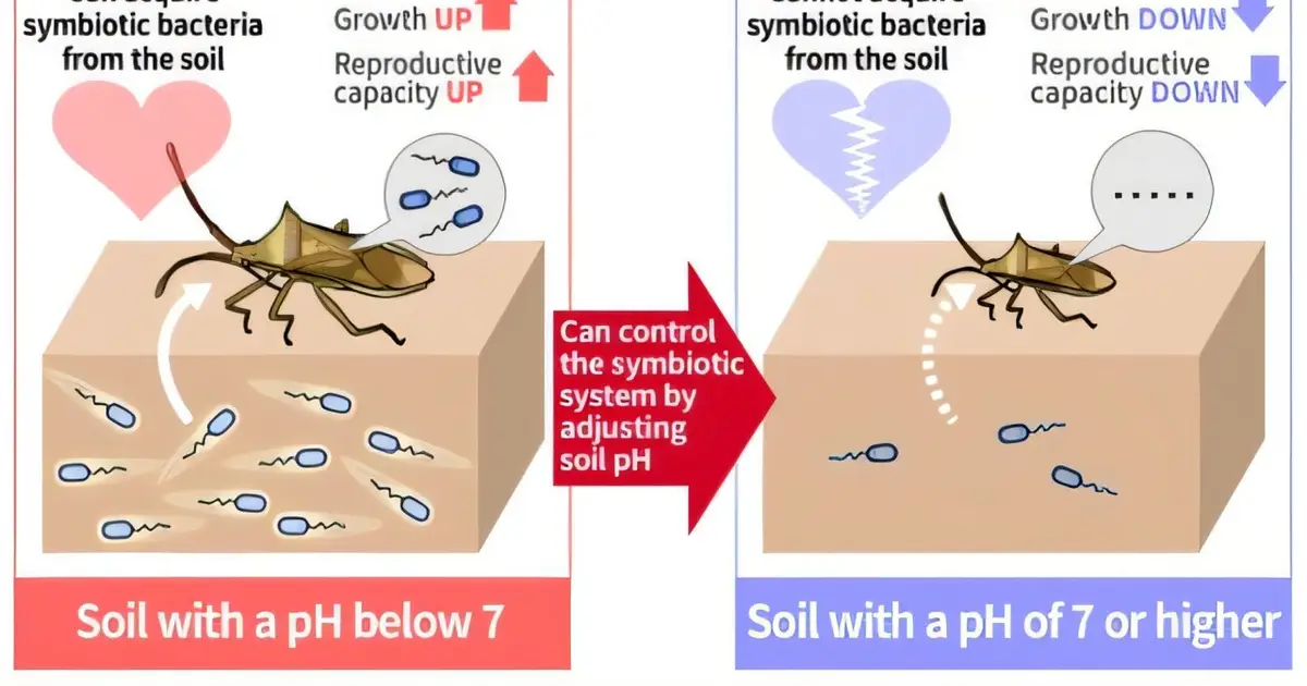 How soil pH shapes rice stink bug outbreaks by controlling key bacteria