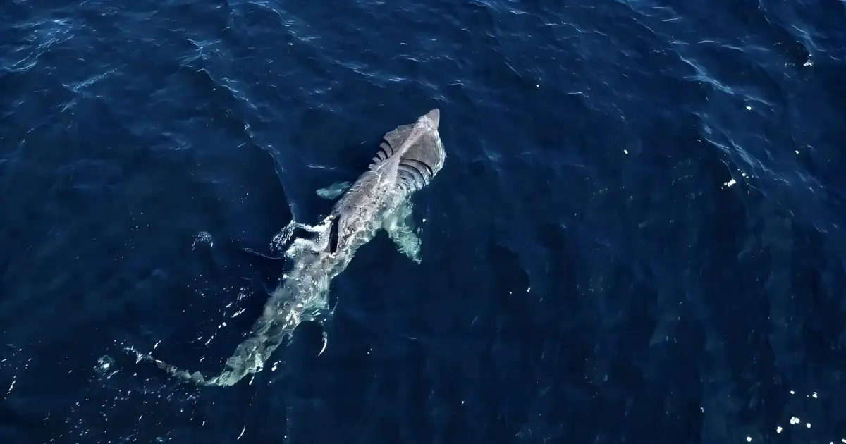 Endangered basking sharks rely on the ocean twilight zone during long-distance migrations