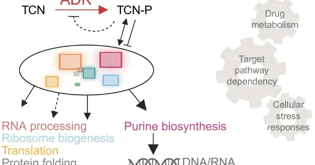 Higher ADK levels track stronger triciribine effects in leukemia cells, pointing to a potential biomarker