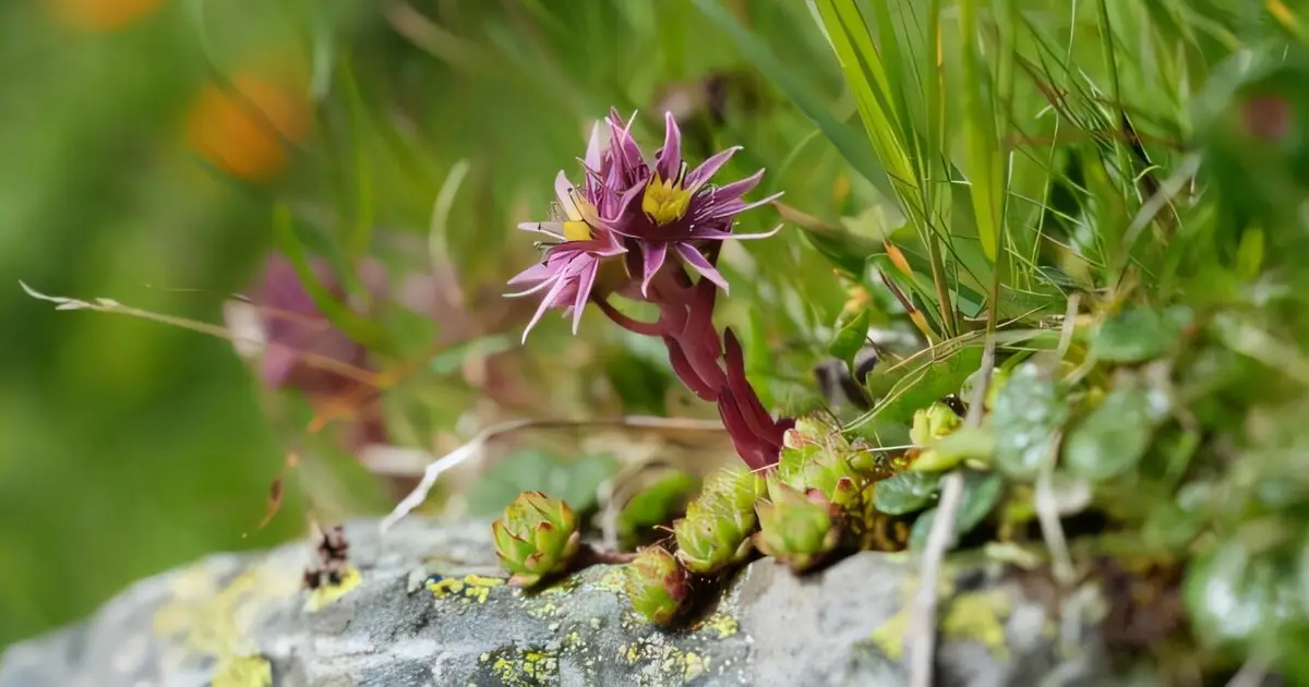 Europe's mountain summits are warming—vegetation is responding in surprisingly different ways