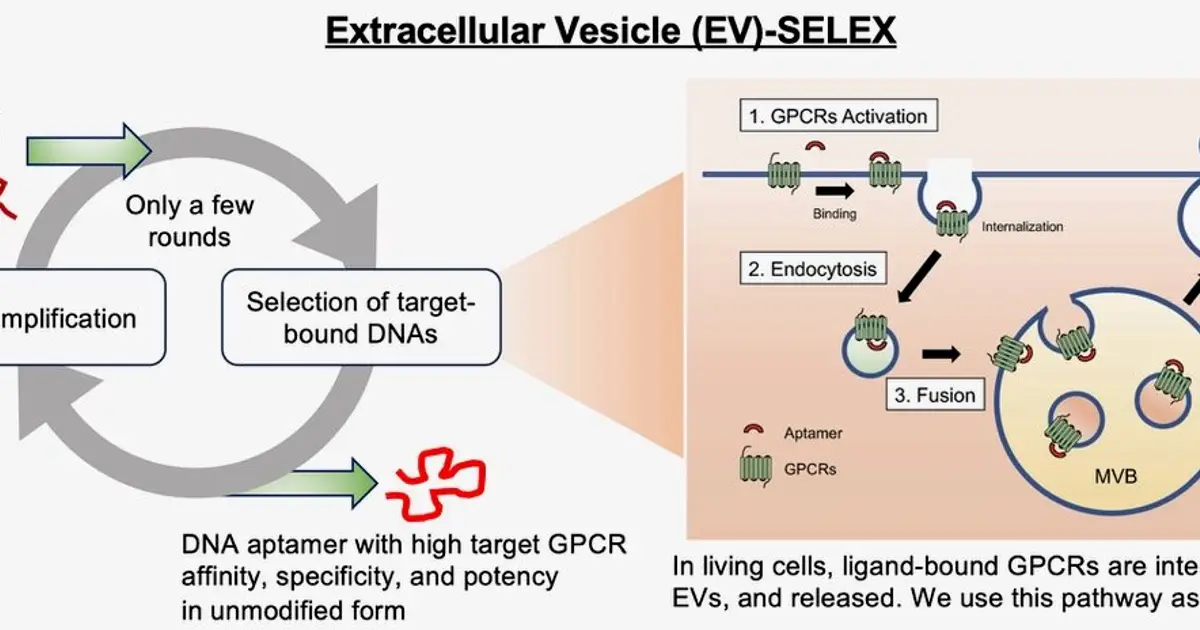 EV-SELEX speeds GPCR drug discovery by capturing receptor-bound DNA aptamers