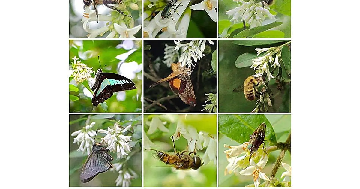 Even morphologically similar pollinators carry distinct pollen assemblages