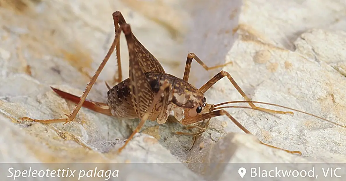 Ever seen a cave cricket? Australia now has three new species of these spindly, spider-like creatures