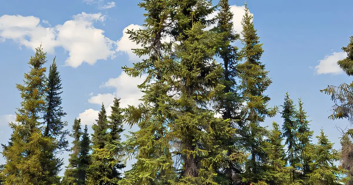 Farewell black spruce? How climate change and pests are reshaping North America's forests