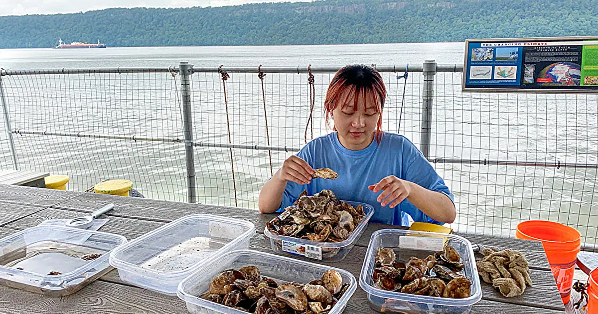 Farmed oysters may boost New York's dwindling wild populations