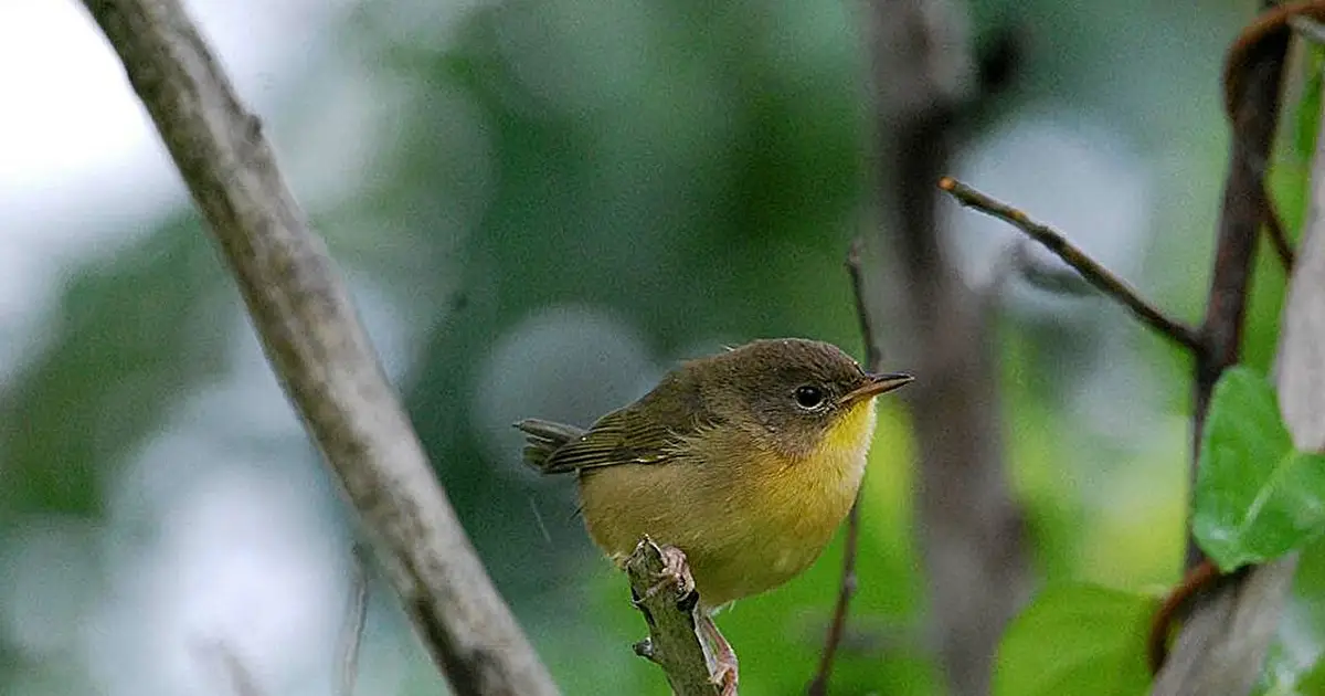 Female birds have shorter lifespans than male birds across 35 North American species, researchers find