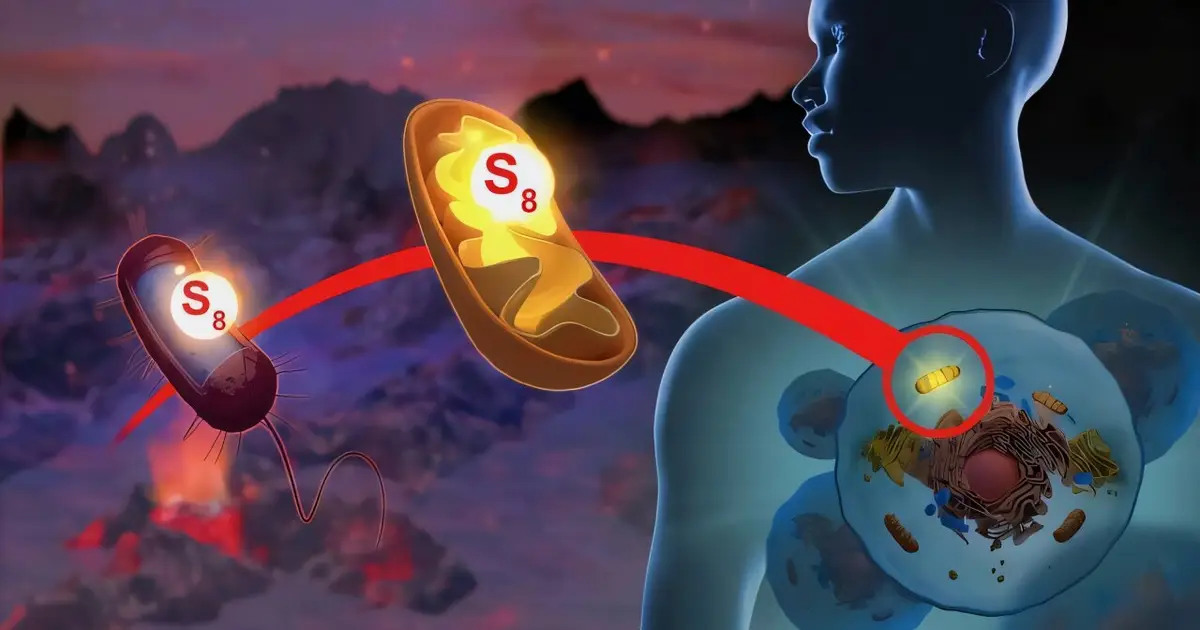 Blood pressure enzyme reveals second job: Making sulfur rings for cellular antioxidants