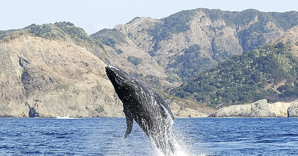 Where humpbacks gather near Tokyo's remote islands could reshape whale watching and conservation