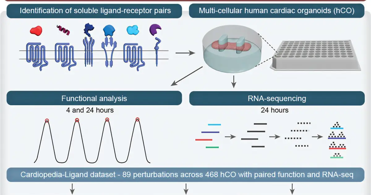 First heart signaling atlas could help identify drugs that act directly on heart muscle