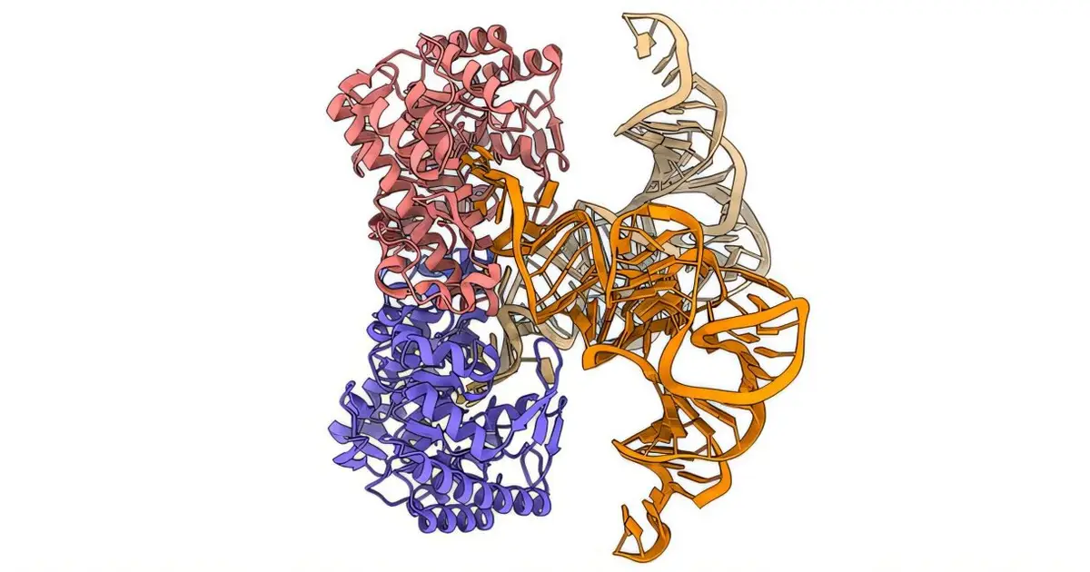 First ever reported cryo-EM visualization of E. coli TGT structure