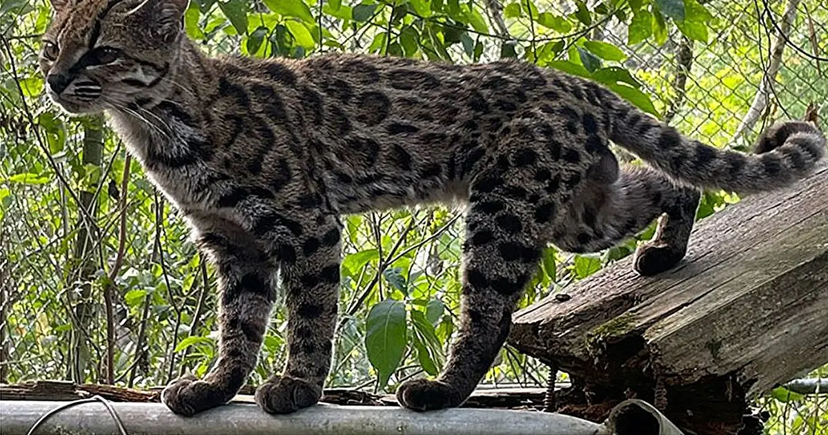 Bolivia's tilcayo tiger cat becomes first new wildcat species in 100 years