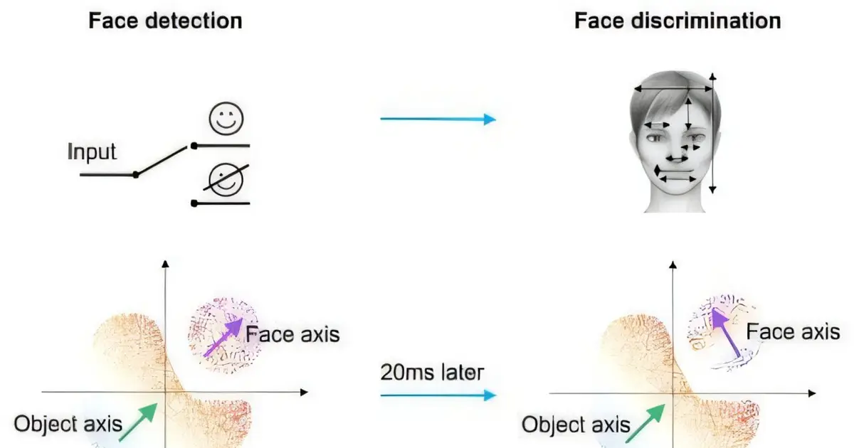 Fixed or flexible? Study shows vision-related neurons can rapidly switch codes