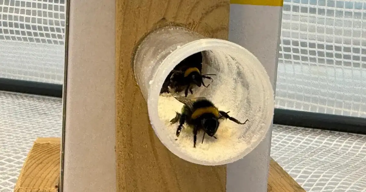 Bumblebees carry bacteria-killing viruses to cherry blossoms, reducing bacterial populations in experiments