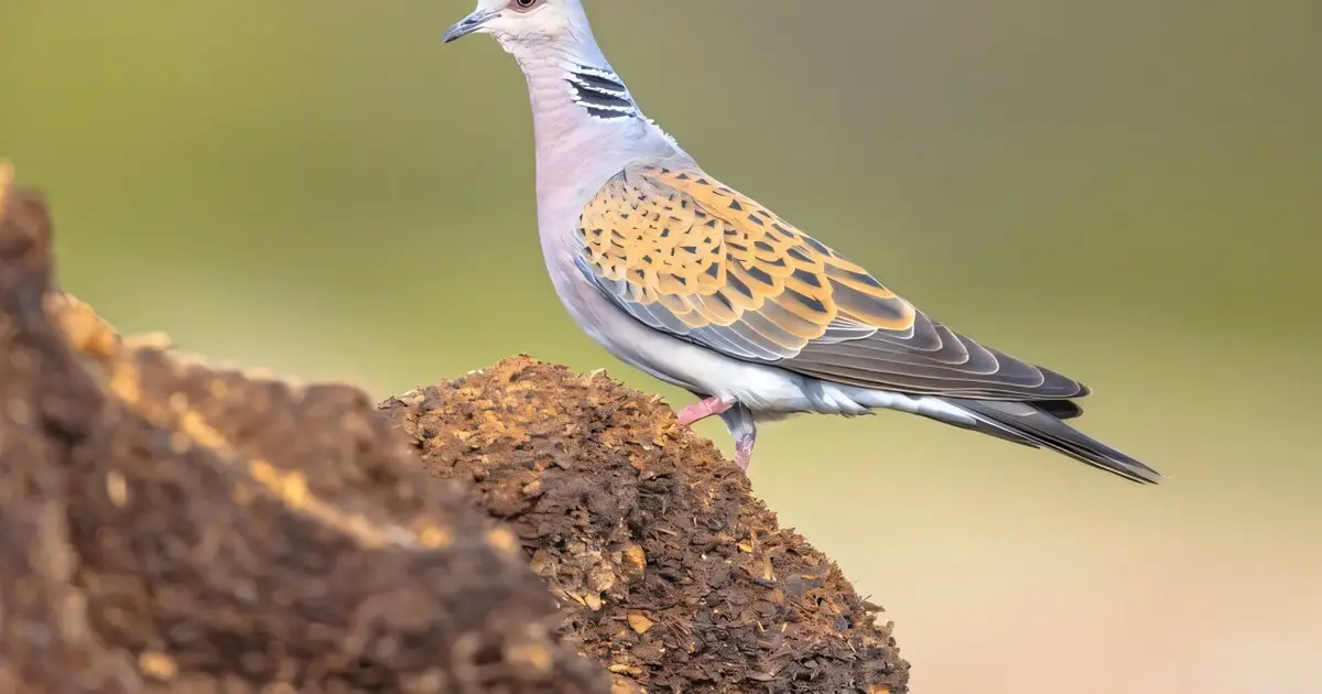 Food and water stations for wild birds are contributing to spread of deadly diseases, study finds