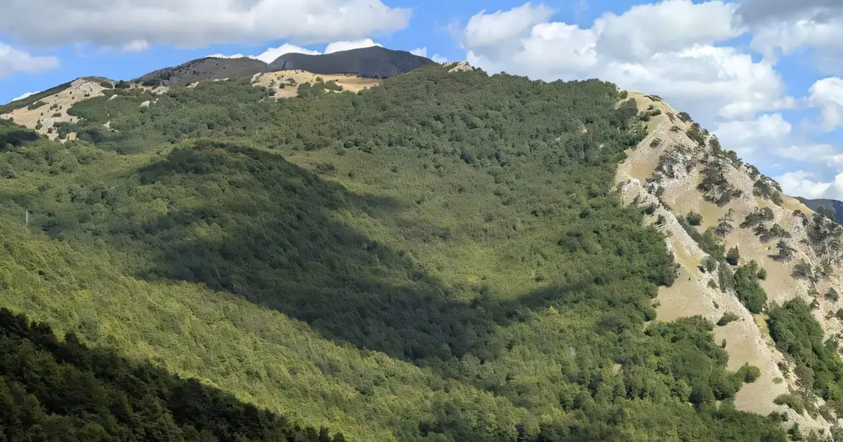 Forest structure matters more than topography in shaping plant diversity in Southern Apennine old-growth forests