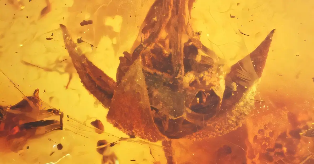 Fossil flowers of ancient lianas preserved in amber reveal the evolution of tropical rainforests