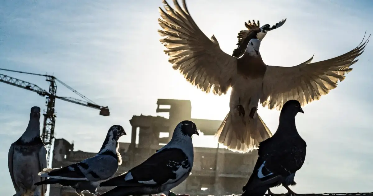 'Their story is our story': Pigeons and humans, 3,500 years together