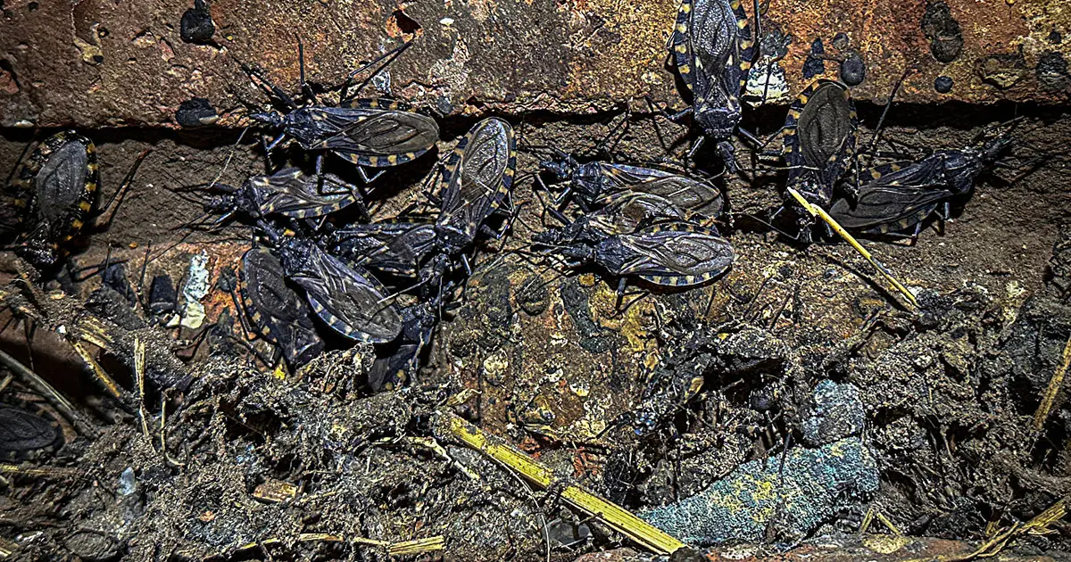 Scholar's work in South America helps fight Chagas disease in the U.S.