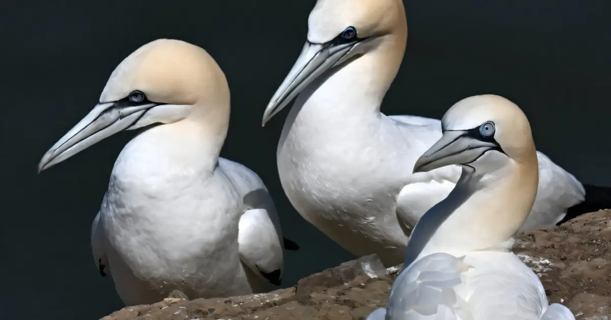 Last Scottish island bird hunt banned after almost 500 years