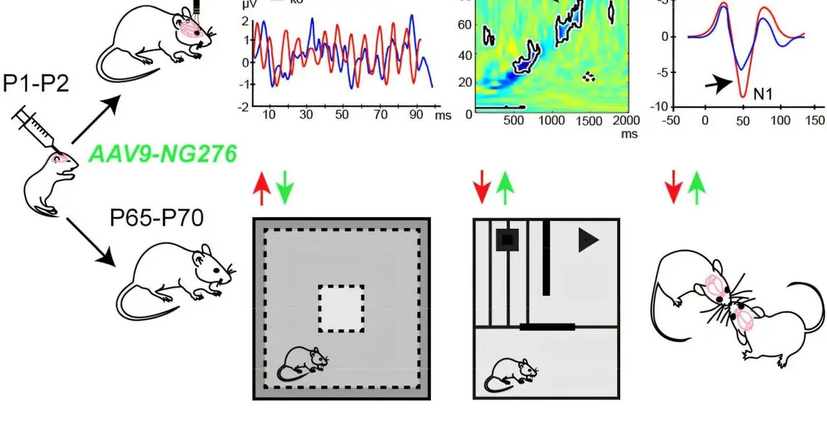 Fragile X deficits in mice respond to gene therapy