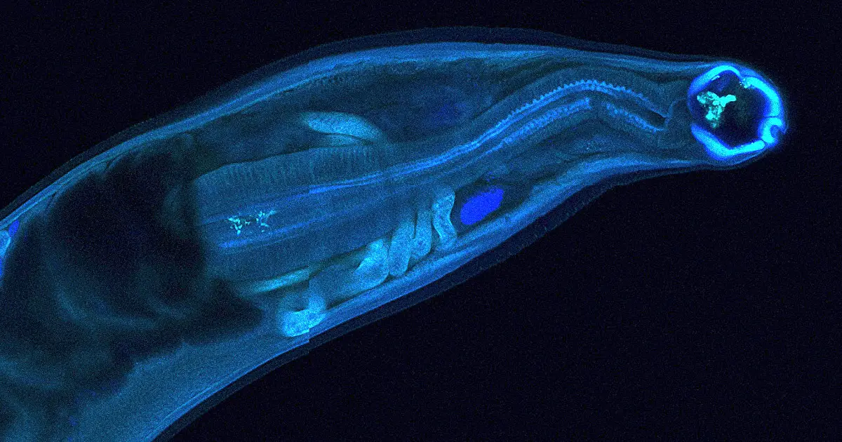 Genetically modified hookworms produce and deliver therapeutics