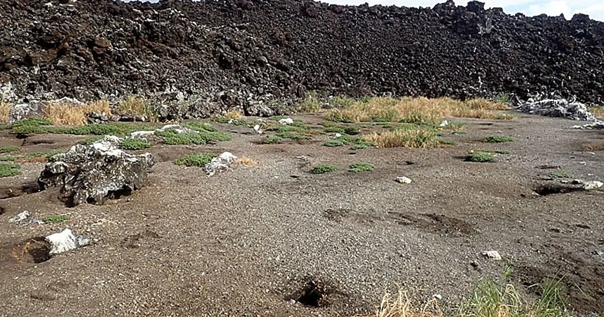 Genetic evidence reveals how goosegrass colonized a newly formed volcanic island