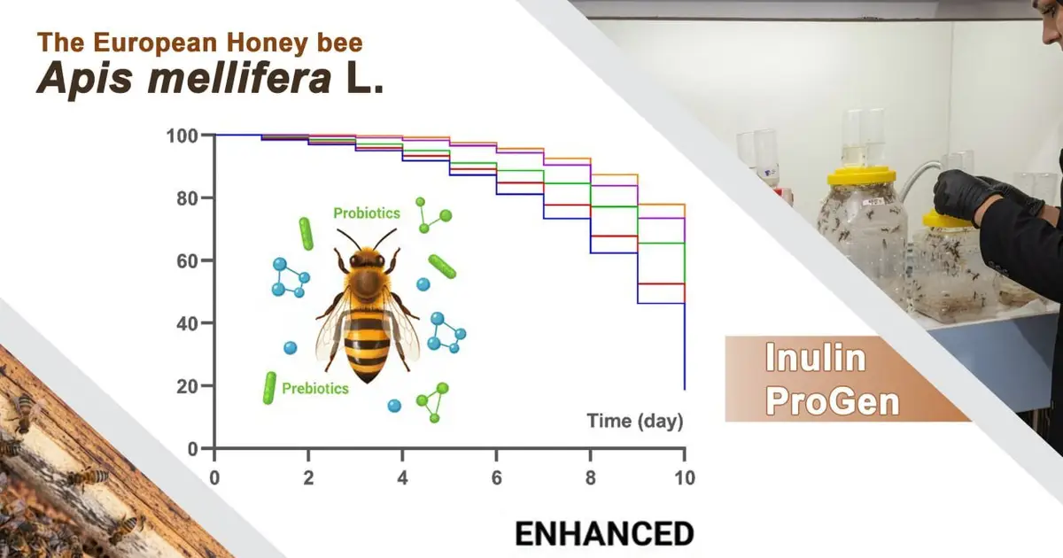 Giving bees a probiotic diet could help protect them from extreme temperatures