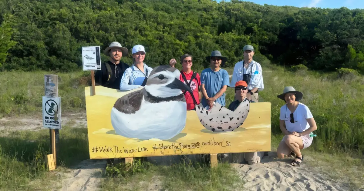 Giving shorebirds space on the beach makes a big difference